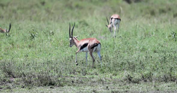 Thomson's gazelles grazing in open field with high weeds, Pan left tracking shot alt