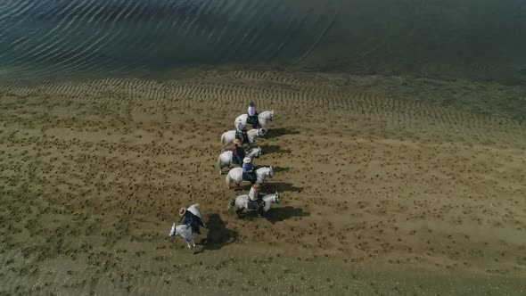 aerial view of horses on the Lakeshore, minas gerais, Brazil. alt