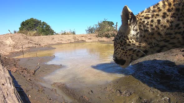 Unique GoPro footage of a leopard drinking water in the wild. alt