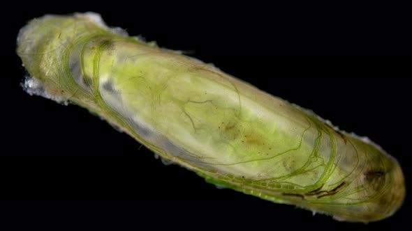 Trichoptera Pupa Under a Microscope Family Hydroptilidae alt