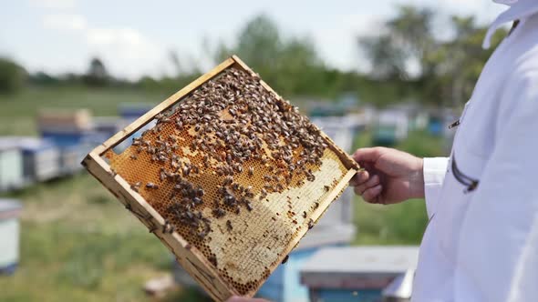 The beekeeper holds a honey cage with bees in his hands, Stock Footage