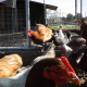 Poultry Come Out Of The Coop 2 - VideoHive Item for Sale