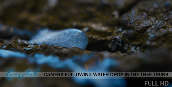 Camera Following Water Drop on the Tree Trunk