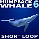 Humpback Whale 6 - VideoHive Item for Sale