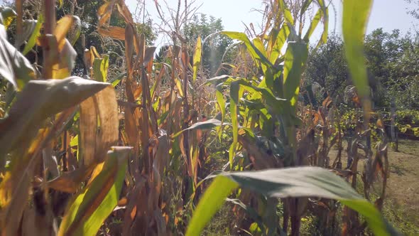 Slow dolly in a cornfield alt