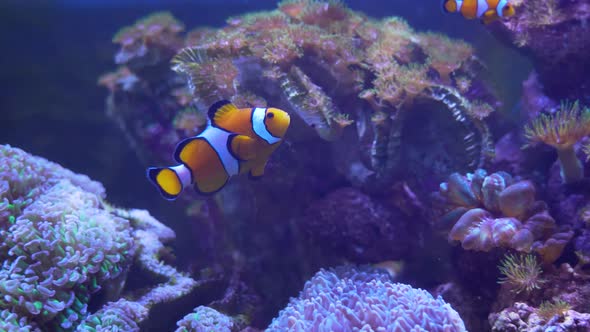 Clown fish swimming into Sea Anemone, tropical fish and corals.