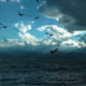 Seagulls and Sea - VideoHive Item for Sale