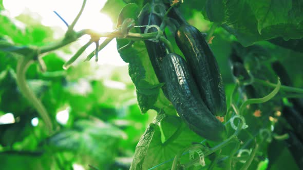Ripe Cucumbers Grow on a Branch alt