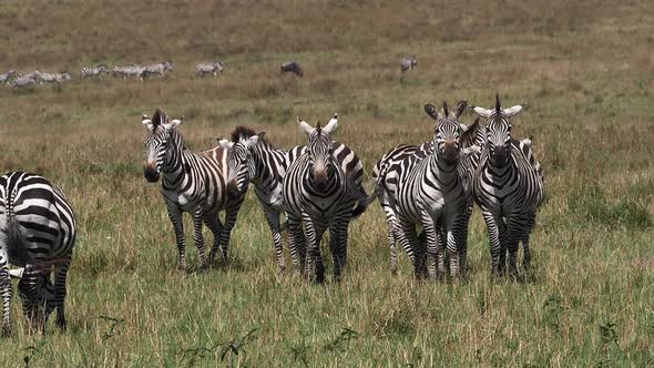 980430 Grant’s Zebra, equus burchelli boehmi, Herd through Savannah, Masai Mara Park in Kenya, slow alt
