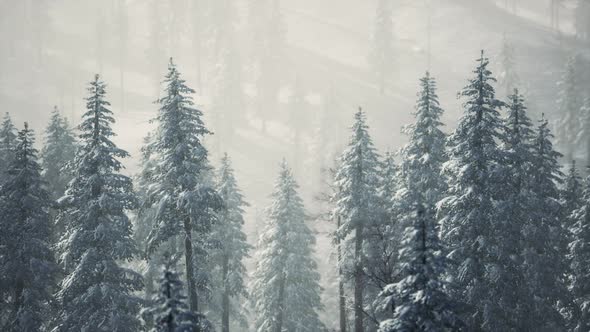 Winter Snow Covered Cone Trees on Mountainside alt
