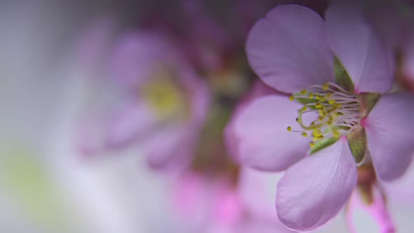 Almond Flowers Bloom on a Twig with a Blur