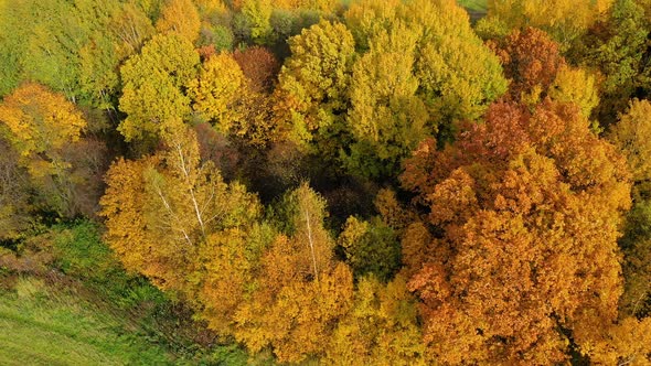 Autumn Forest and Fields in the Countryside. Trees with Yellow Foliage in the Fall. Autumn Landscape alt