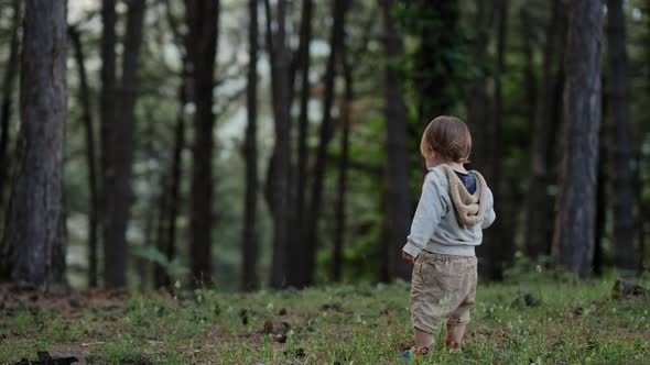 Back view of little boy tasting pine and  standing alone in forest in nature on sunny day. alt