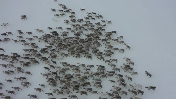 Herd of Deer Walk in Snow