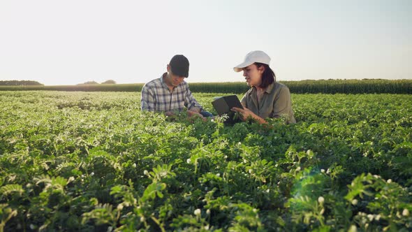 Farmers Working in a Chickpea Field at Sunset alt
