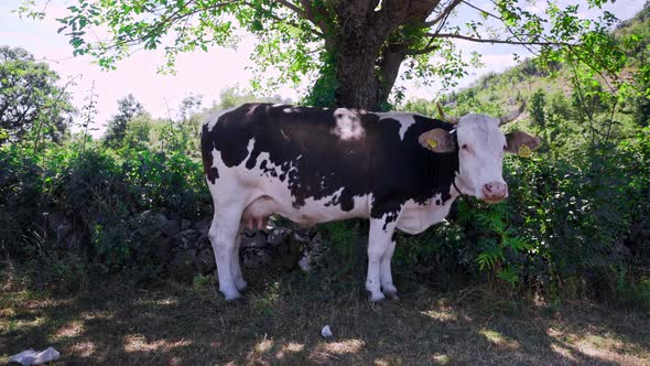 A black and white cow standing next to a low stone wall, hiding in the shade of a tree on a hot summ alt
