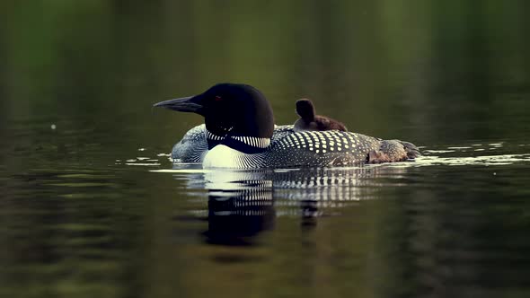 A Common Loon on a Lake