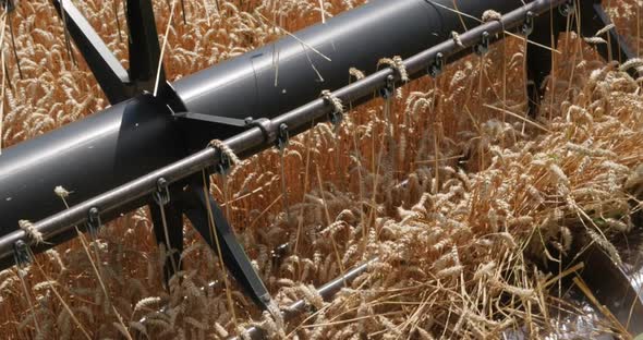 Combine Threshes Wheat Stalks. Harvest