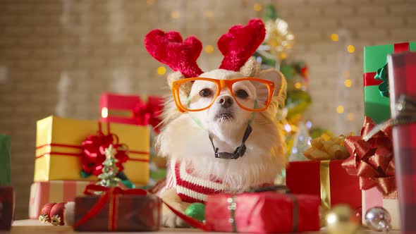 happiness and cheerful Dog breed  brown chihuahua wearing glasses alt