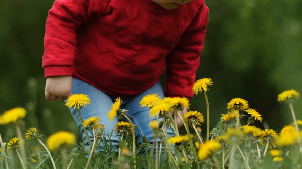 Close-up of Little Happy Funny 2 Year Old Girl Holds in Hands Dandelion, Smiles and Laughs in Summer