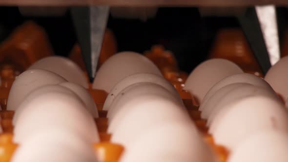 Machine stacks eggs in orange trays on conveyor belt alt
