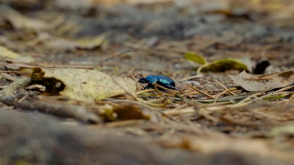 Close-up of an Earth-boring Dung Beetle Geotrupidae on the Forest Floor alt