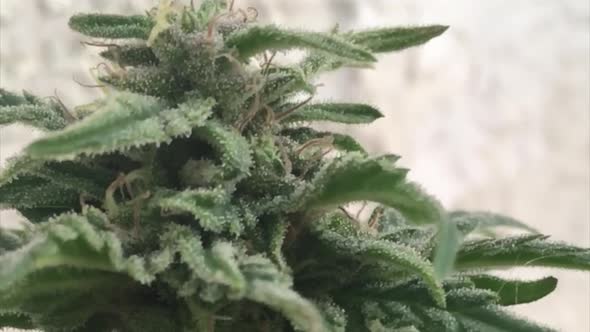Close view of green flowered marijuana plant and leafs with visible glassy pistills and buds in slow alt