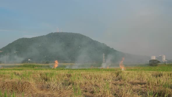 Open burning in the field paddy field alt