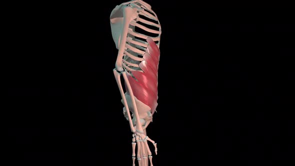 External Obliquus Abdominis  Muscles Full Roration Loop alt