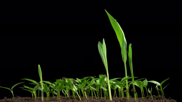 Time Lapse of Growth Sweet Bell Peppers Plants alt