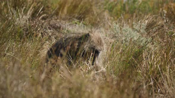 Chacma baboon looking for food in grassland 