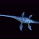 Elasmosaurus Dinosaur Top View 4K - VideoHive Item for Sale