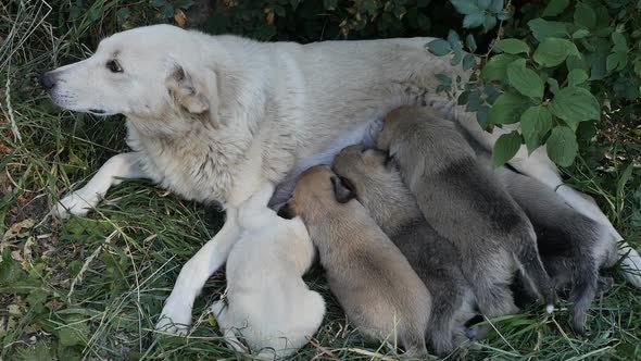 Top View Lactating Dog Mother Feeding Puppies with Breast Milk