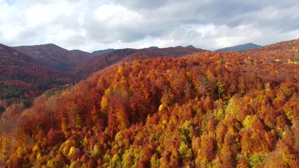 Flying Down Near Autumn Colored Forest