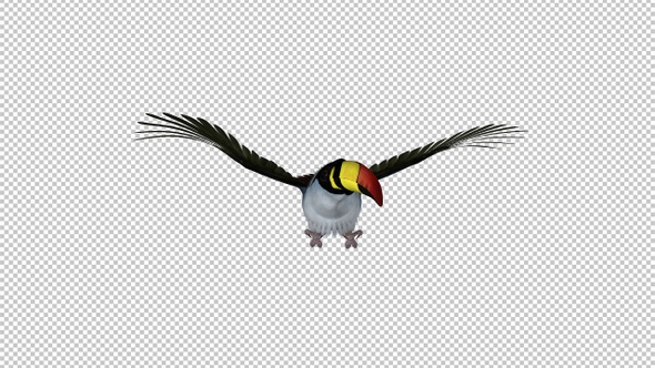 Mountain Toucan Bird - Flying Loop - Front View - Resizable Close-Up - Alpha Channel