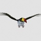 Mountain Toucan Bird - Flying Loop - Front View - Resizable Close-Up - Alpha Channel - VideoHive Item for Sale