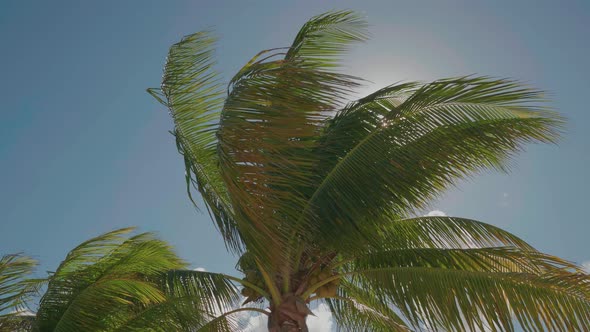 Caribbean Palm Trees Swaying In The Wind With Bright Sun 