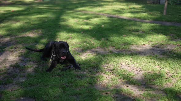 Wide Shot Black Curios Cane Corso Lying on Green Summer Grass in Park Looking Around Wagging Tail in alt