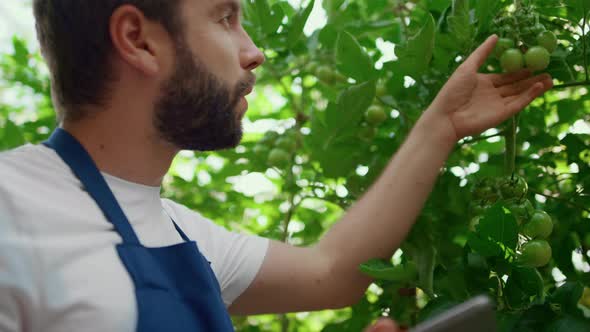 Botanical Specialist Collecting Data Harvesting Tomatoes Tablet Garden Closeup alt