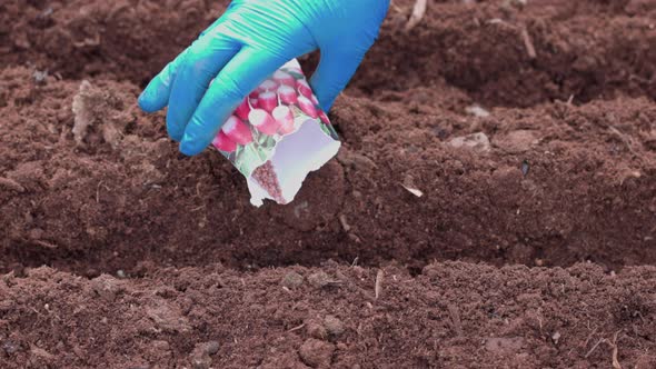Close up of gloved female hands planting radish seeds from paper bag into ground in garden bed. Swed alt