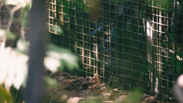 Close view of amur leopard cat walking by metal fence in captivity alt