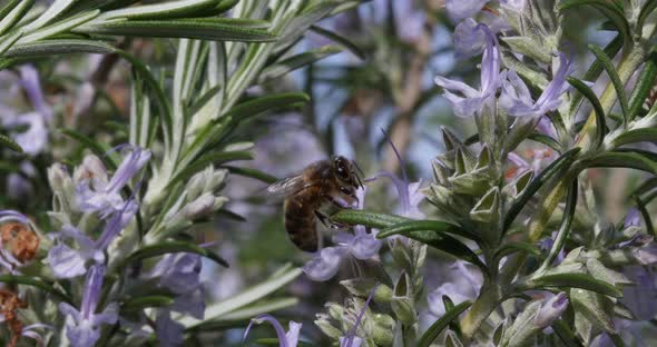 |European Honey Bee, apis mellifera, Bee foraging a Rosemary Flower, Pollination Act, Normandy alt
