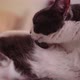 Cat Cleaning Itself - VideoHive Item for Sale