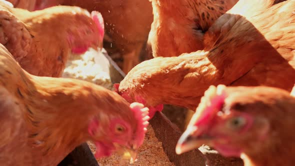 Domestic Close Up Hens Chickens Pecking Eating Feed Tray in Backyard House alt