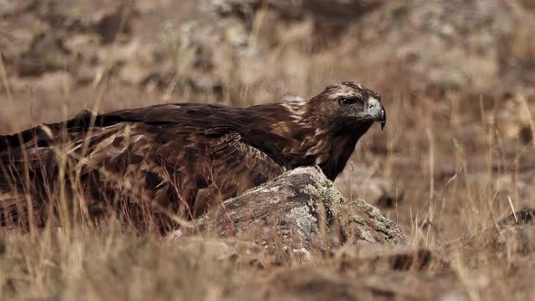 Aquila Chrysaetos Male Bird Starts Flying From the Ground