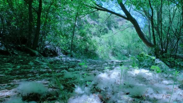 Close Up of a White Poplar Fluff with Seeds Which Covers Forest Ground