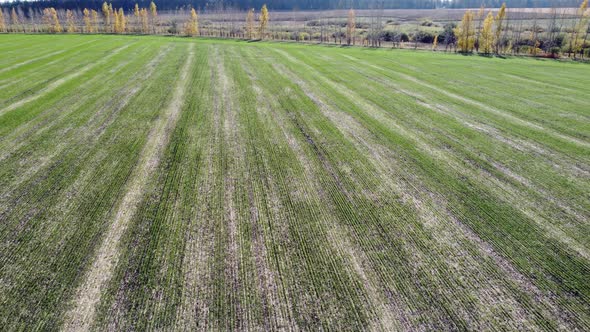 Flying Over an Agricultural Field The Sun's Rays Over a Field of Green Young Plants