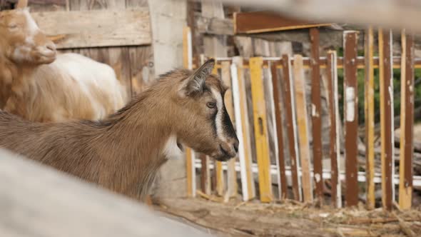 Domesticated goats in improvised stall 4K 2160p 30fps UltraHD footage - Close-up of curious look of  alt