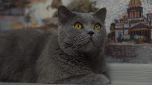 A Beautiful British Cat Lies Near the Wall and Looks for Prey alt