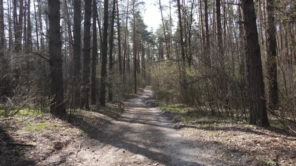 Road in the Forest During the Day Slow Motion alt